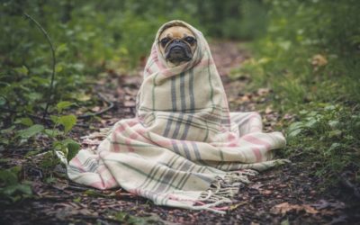 Votre animal de compagnie, mutuelle, or not mutuelle ?